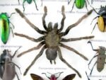 Echte exotische Insekten - Einzelstück - im 3D L-Schaukasten - Wandbild 8-A-L-62 – Bild 10