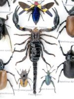 Echte exotische Insekten - Einzelstück - im 3D L-Schaukasten - Wandbild 8-A-L-62 – Bild 11