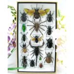 Echte exotische Insekten - Einzelstück - im 3D L-Schaukasten - Wandbild 7-A-L-63