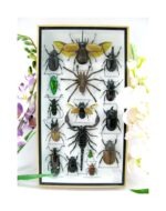 Echte exotische Insekten - Einzelstück - im 3D L-Schaukasten - Wandbild 7-A-L-63
