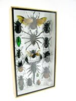 Echte exotische Insekten - Einzelstück - im 3D L-Schaukasten - Wandbild 7-A-L-63 – Bild 2