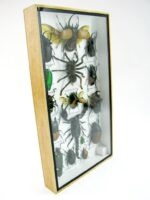Echte exotische Insekten - Einzelstück - im 3D L-Schaukasten - Wandbild 7-A-L-63 – Bild 3