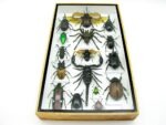 Echte exotische Insekten - Einzelstück - im 3D L-Schaukasten - Wandbild 7-A-L-63 – Bild 4