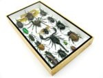 Echte exotische Insekten - Einzelstück - im 3D L-Schaukasten - Wandbild 7-A-L-63 – Bild 5