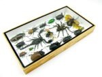Echte exotische Insekten - Einzelstück - im 3D L-Schaukasten - Wandbild 7-A-L-63 – Bild 6