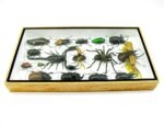 Echte exotische Insekten - Einzelstück - im 3D L-Schaukasten - Wandbild 7-A-L-63 – Bild 7