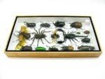 Echte exotische Insekten - Einzelstück - im 3D L-Schaukasten - Wandbild 7-A-L-63 – Bild 8
