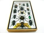 Echte exotische Insekten - Einzelstück - im 3D L-Schaukasten - Wandbild 7-A-L-63 – Bild 9