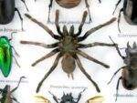 Echte exotische Insekten - Einzelstück - im 3D L-Schaukasten - Wandbild 7-A-L-63 – Bild 10