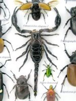 Echte exotische Insekten - Einzelstück - im 3D L-Schaukasten - Wandbild 7-A-L-63 – Bild 11