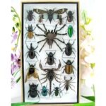 Echte exotische Insekten - Einzelstück - im 3D L-Schaukasten - Wandbild 6-A-L-64