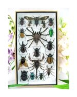 Echte exotische Insekten - Einzelstück - im 3D L-Schaukasten - Wandbild 6-A-L-64