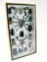 Echte exotische Insekten - Einzelstück - im 3D L-Schaukasten - Wandbild 6-A-L-64 – Bild 2