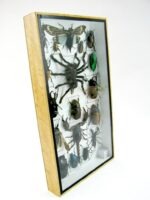 Echte exotische Insekten - Einzelstück - im 3D L-Schaukasten - Wandbild 6-A-L-64 – Bild 3