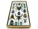 Echte exotische Insekten - Einzelstück - im 3D L-Schaukasten - Wandbild 6-A-L-64 – Bild 4