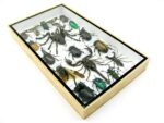 Echte exotische Insekten - Einzelstück - im 3D L-Schaukasten - Wandbild 6-A-L-64 – Bild 5
