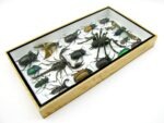 Echte exotische Insekten - Einzelstück - im 3D L-Schaukasten - Wandbild 6-A-L-64 – Bild 6