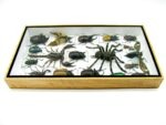 Echte exotische Insekten - Einzelstück - im 3D L-Schaukasten - Wandbild 6-A-L-64 – Bild 7