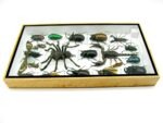 Echte exotische Insekten - Einzelstück - im 3D L-Schaukasten - Wandbild 6-A-L-64 – Bild 8