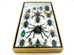 Echte exotische Insekten - Einzelstück - im 3D L-Schaukasten - Wandbild 6-A-L-64 – Bild 9