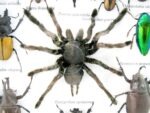 Echte exotische Insekten - Einzelstück - im 3D L-Schaukasten - Wandbild 6-A-L-64 – Bild 10