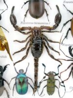 Echte exotische Insekten - Einzelstück - im 3D L-Schaukasten - Wandbild 6-A-L-64 – Bild 11