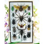 Echte exotische Insekten - Einzelstück - im 3D L-Schaukasten - Wandbild 1-A-L-65