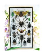 Echte exotische Insekten - Einzelstück - im 3D L-Schaukasten - Wandbild 1-A-L-65