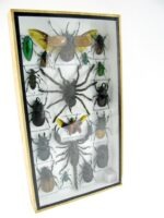 Echte exotische Insekten - Einzelstück - im 3D L-Schaukasten - Wandbild 1-A-L-65 – Bild 2
