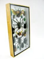 Echte exotische Insekten - Einzelstück - im 3D L-Schaukasten - Wandbild 1-A-L-65 – Bild 3