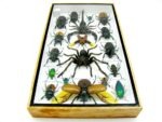 Echte exotische Insekten - Einzelstück - im 3D L-Schaukasten - Wandbild 1-A-L-65 – Bild 9