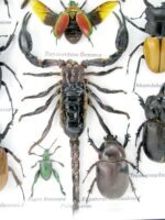 Echte exotische Insekten - Einzelstück - im 3D L-Schaukasten - Wandbild 1-A-L-65 – Bild 11