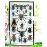 Echte exotische Insekten - Einzelstück - im 3D L-Schaukasten - Wandbild 2-A-L-66