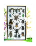 Echte exotische Insekten - Einzelstück - im 3D L-Schaukasten - Wandbild 2-A-L-66