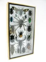 Echte exotische Insekten - Einzelstück - im 3D L-Schaukasten - Wandbild 2-A-L-66 – Bild 2