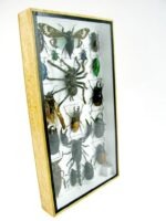 Echte exotische Insekten - Einzelstück - im 3D L-Schaukasten - Wandbild 2-A-L-66 – Bild 3