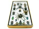 Echte exotische Insekten - Einzelstück - im 3D L-Schaukasten - Wandbild 2-A-L-66 – Bild 9
