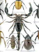 Echte exotische Insekten - Einzelstück - im 3D L-Schaukasten - Wandbild 2-A-L-66 – Bild 11