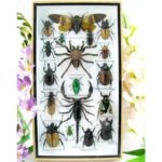 Echte exotische Insekten - Einzelstück - im 3D L-Schaukasten - Wandbild 3-A-L-67