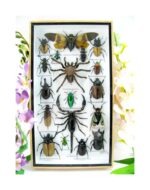 Echte exotische Insekten - Einzelstück - im 3D L-Schaukasten - Wandbild 3-A-L-67