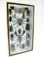 Echte exotische Insekten - Einzelstück - im 3D L-Schaukasten - Wandbild 3-A-L-67 – Bild 2