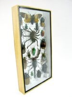 Echte exotische Insekten - Einzelstück - im 3D L-Schaukasten - Wandbild 3-A-L-67 – Bild 3