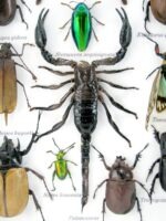 Echte exotische Insekten - Einzelstück - im 3D L-Schaukasten - Wandbild 3-A-L-67 – Bild 11