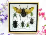 Echte exotische Insekten - Einzelstück - im 3D S-Schaukasten - Wandbild A-S-01