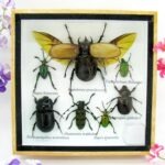 Echte exotische Insekten - Einzelstück - im 3D S-Schaukasten - Wandbild A-S-01