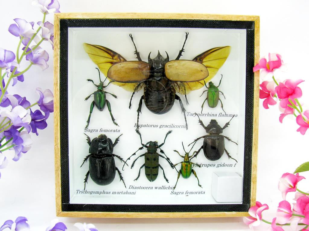 Wunderschöne, tropische und natürlich echte Insekten aus nachhaltiger Zucht im kleinen Schaukasten a-insekten-S-01-a