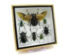 Echte exotische Insekten - Einzelstück - im 3D S-Schaukasten - Wandbild A-S-01 – Bild 2