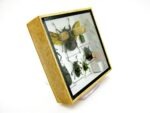 Echte exotische Insekten - Einzelstück - im 3D S-Schaukasten - Wandbild A-S-01 – Bild 3