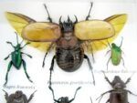 Echte exotische Insekten - Einzelstück - im 3D S-Schaukasten - Wandbild A-S-01 – Bild 4