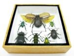 Echte exotische Insekten - Einzelstück - im 3D S-Schaukasten - Wandbild A-S-01 – Bild 5